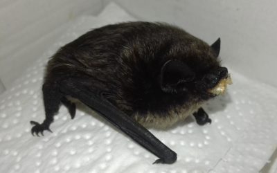 Que faire si je trouve une chauve-souris ?