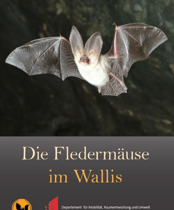 Unsere Broschüre über die Walliser Fledermäuse ist gerade erschienen!