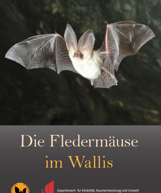 Broschüre „die Fledermäuse im Wallis“