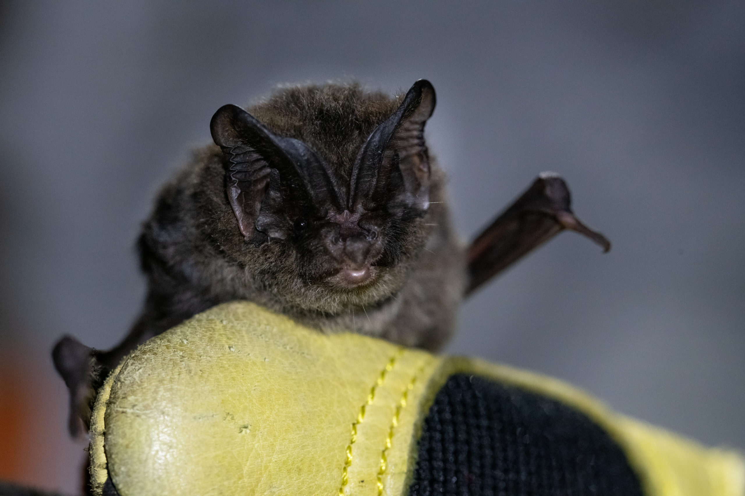 Barbastella_barbastellus_AnoukLettman (1)